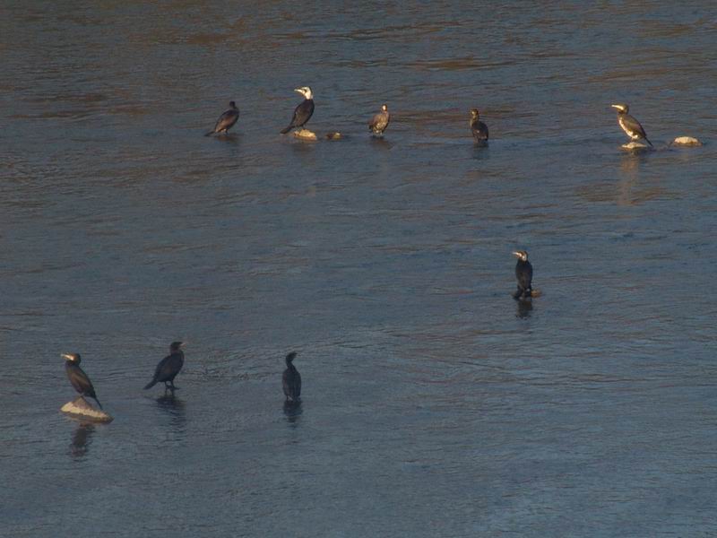 Phalacrocorax  carbo - Cormorano